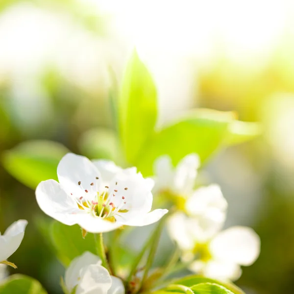 Voorjaar bloeien Pear bloemen op heldere onscherpe achtergrond — Stockfoto