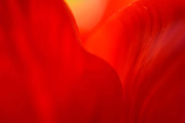 Macro Image de pétales de tulipe rouge vif dans un style doux — Photo