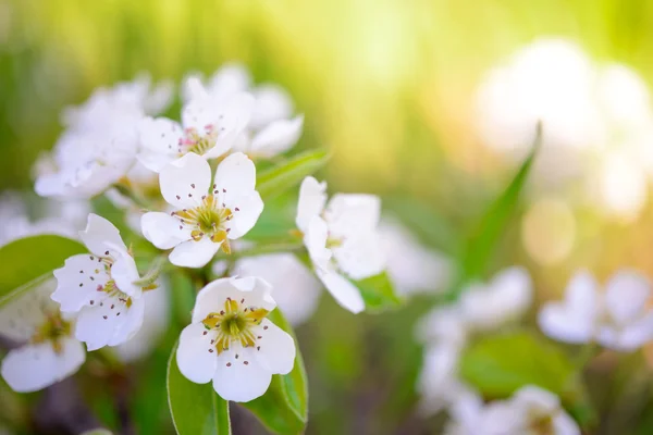 Spring Blossoming Pear Flowers on Bright Blurred Background — Stock Photo, Image