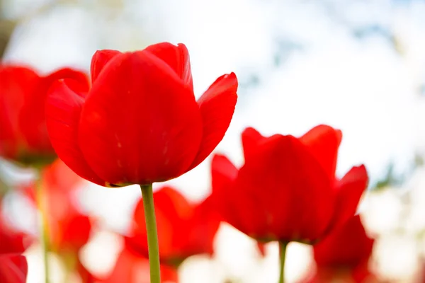 Красивые красные тюльпаны на ярком фоне — стоковое фото