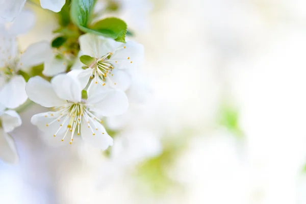 Spring Blossoming Cherry Flowers on Bright Blurred Background — Stock Photo, Image