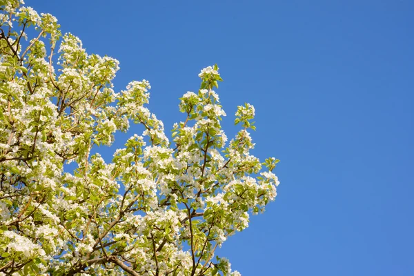Spring Blossoming Pear Flowers on Blurred Blue Background — Stock Photo, Image