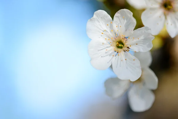 Primavera florescendo flores de cereja no fundo azul desfocado — Fotografia de Stock