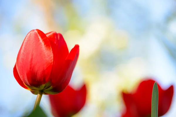 Világos háttéren piros tulipánok — Stock Fotó