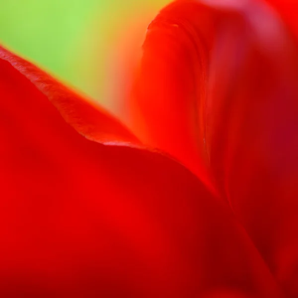 明亮的红色郁金香花瓣软风格的宏观形象 — 图库照片