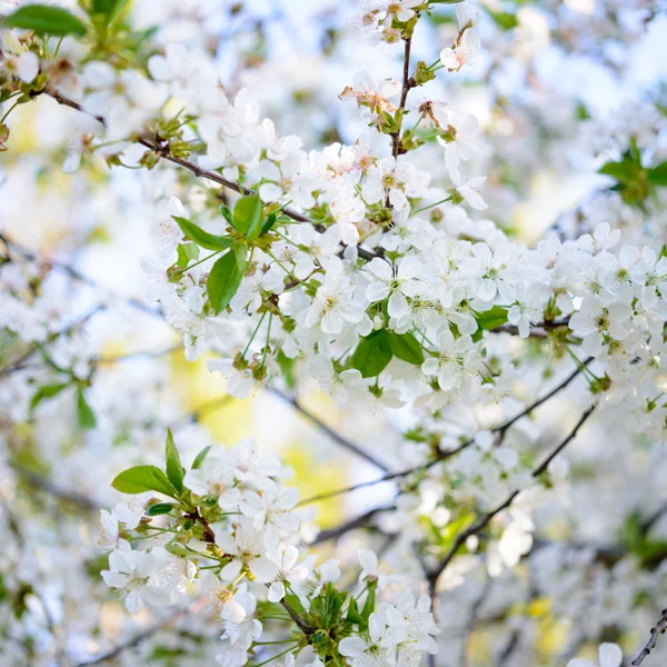 Lente bloei van kersen bloemen op heldere onscherpe achtergrond — Stockfoto