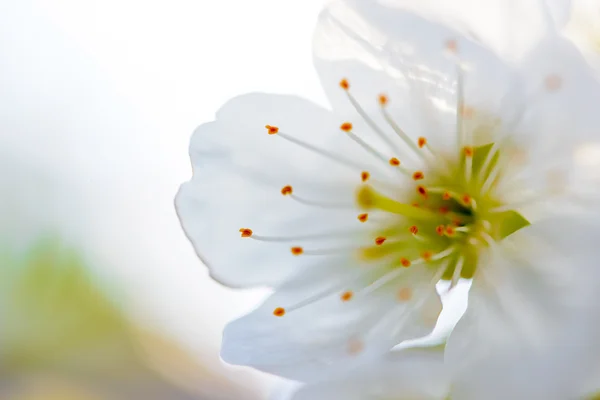 Bella bianco primavera fiore sullo sfondo sfocato brillante. Foto a macroistruzione — Foto Stock