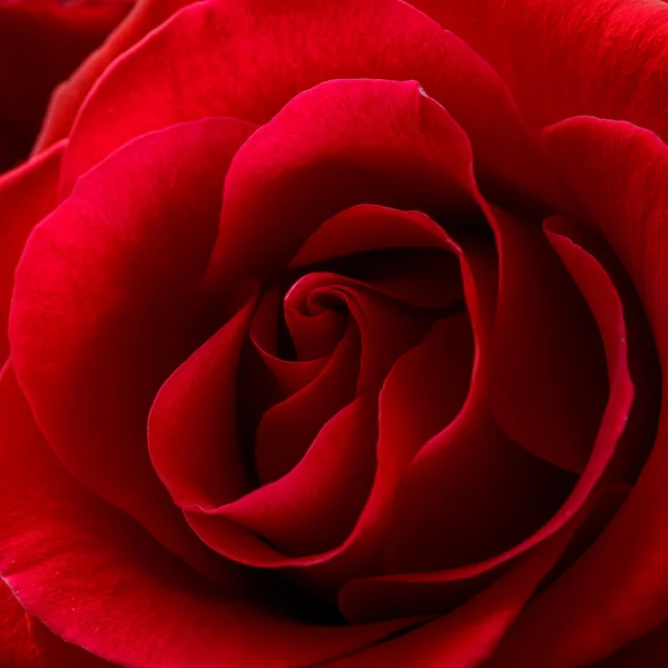 Hermosa rosa roja de cerca. Fondo de flor de macro —  Fotos de Stock