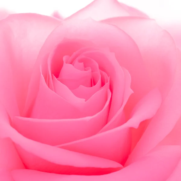 Beautiful Pink Rose Close up. Macro Flower Background Image — Stock Photo, Image