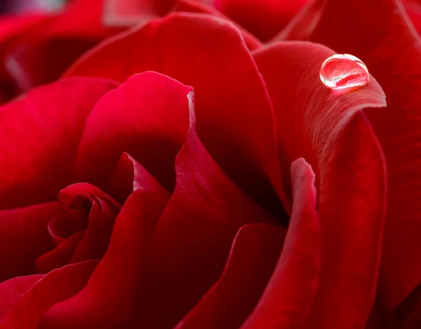 Gota de agua en la hermosa rosa roja. Macro flor fondo foto — Foto de Stock