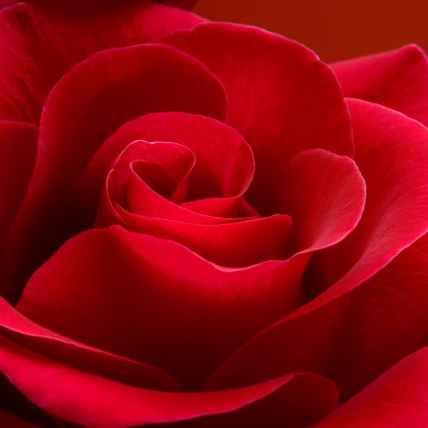 Hermosa rosa roja de cerca. Fondo de flor de macro —  Fotos de Stock