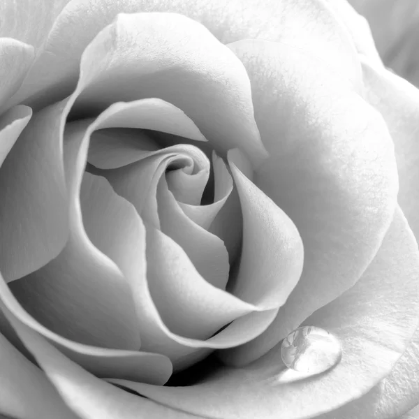 Μαύρο και άσπρο στενή επάνω εικόνα της όμορφο τριαντάφυλλο. Μακροεντολή φωτογραφία φόντο λουλούδι — Φωτογραφία Αρχείου