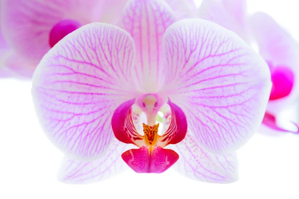 Mooie roze orchidee bloemen geïsoleerd op de witte achtergrond. Close-up Floral afbeelding — Stockfoto