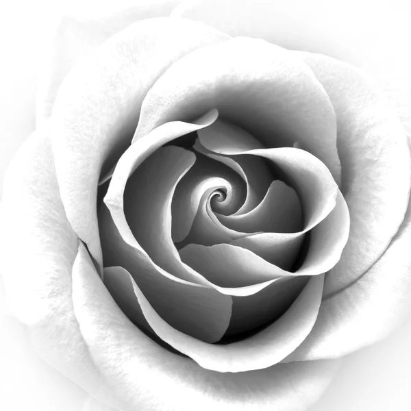 Black and White Close up Image of Beautiful Rose. Flower Background — Stock Photo, Image