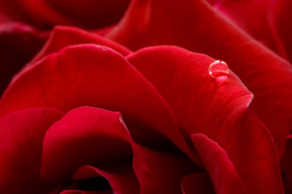 Gota de água na bela rosa vermelha. Macro flor fundo foto — Fotografia de Stock