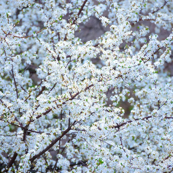 Spring Cherry Blossom. Bright Flowers Background, Floral Pattern — Stock Photo, Image
