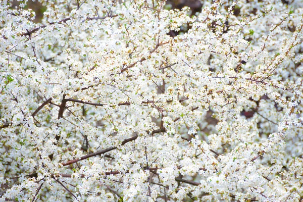 Spring Cherry Blossom. Bright Flowers Background, Floral Pattern — Stock Photo, Image