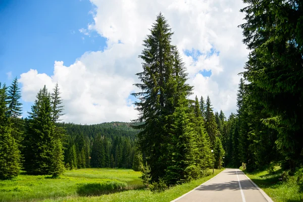 Gratis väg bland vackra skogen i nationalparken Durmitor, Montenegro — Stockfoto