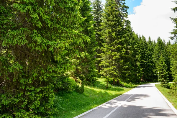 Estrada livre entre a bela floresta no Parque Nacional Durmitor, Montenegro — Fotografia de Stock