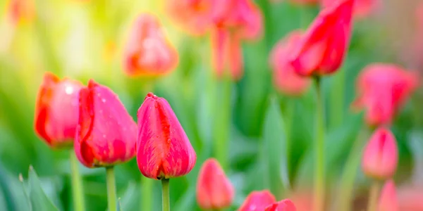 아름 다운 빨간 튤립 필드에. 봄 꽃 — 스톡 사진