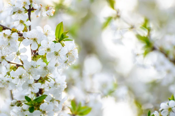 Wit voorjaar Cherry bloemen op heldere onscherpe achtergrond — Stockfoto