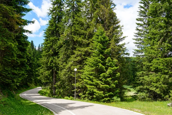 Gratis weg onder prachtige bos in het Nationaal Park Durmitor, — Stockfoto