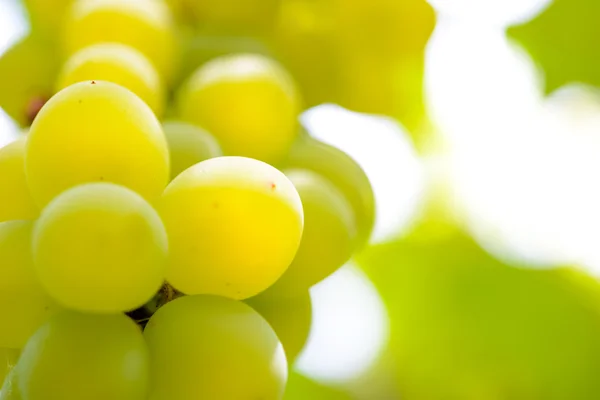 Detail obrazu zralé Bunche bílých hroznů na víno — Stock fotografie
