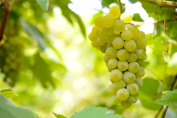 Gros plan Image d'une grappe mûre de raisins blancs sur la vigne — Photo