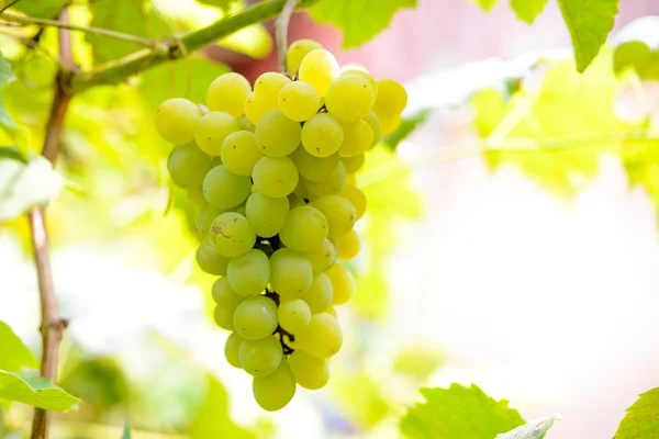 Gros plan Image d'une grappe mûre de raisins blancs sur la vigne — Photo