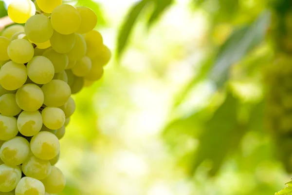Närbild bild av mogen Bunche av vita druvor på Vine — Stockfoto