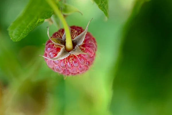 Décryptages Image de la framboise mûre rouge qui pousse dans le jardin — Photo