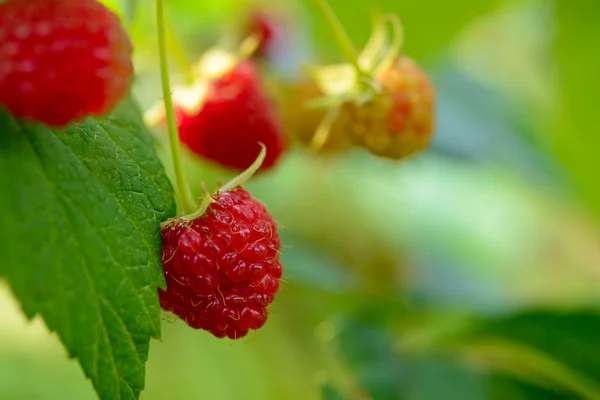 Décryptages Image de framboises mûres rouges qui poussent dans le jardin — Photo