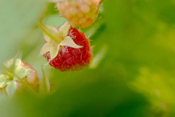 Imagem de close-up de Framboesas maduras vermelhas crescendo no jardim — Fotografia de Stock