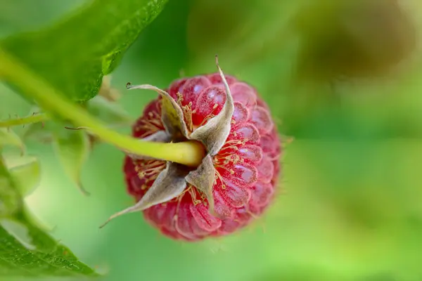 特写图片的红色成熟树莓种植在花园里 — 图库照片