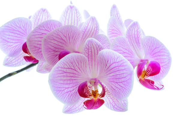 Mooie roze orchidee bloemen geïsoleerd op de witte achtergrond — Stockfoto