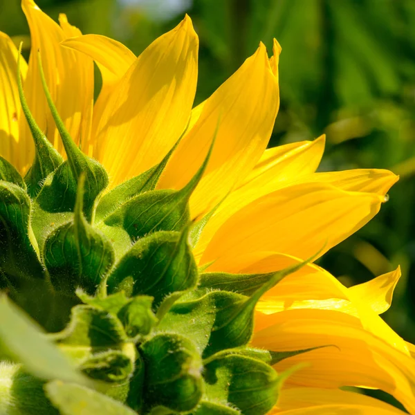 Close-up van prachtige heldere zonnebloem. Zomer bloem achtergrond. — Stockfoto