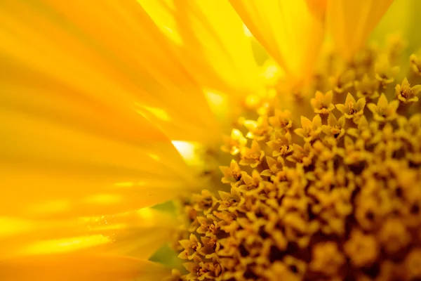 Close-up de belo girassol brilhante. Fundo de flor de verão . — Fotografia de Stock