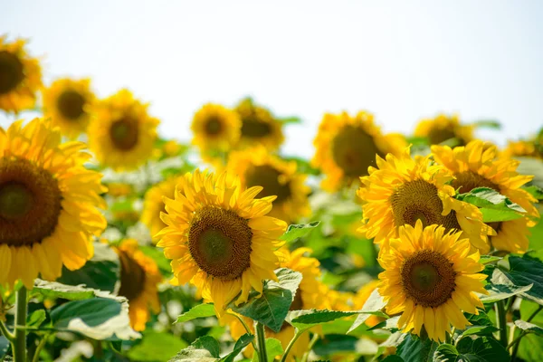 Feld schöner heller Sonnenblumen gegen den blauen Himmel — Stockfoto