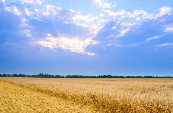 Beau champ de blé sous le ciel bleu avec des nuages de coucher de soleil dramatiques — Photo