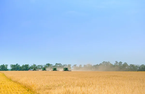 Четыре комбайна собирают пшеницу в поле под голубым небом — стоковое фото