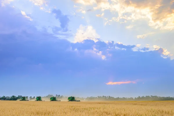 Vier maaidorsers oogsten tarwe in veld onder prachtige zonsondergang hemel — Stockfoto