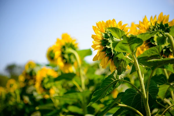 Field of Beautiful Bright Sunflowers Against the Blue Sky — Stock Photo, Image