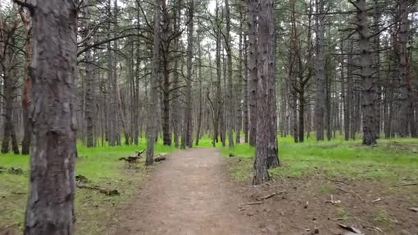 Spring Morning Ormanında Yürüyüş. Uzun Çam Ağaçları Arasında Yol. — Stok video