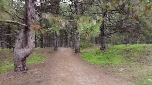 Promenade dans la forêt printanière du matin. Sentier entre grands pins. — Video
