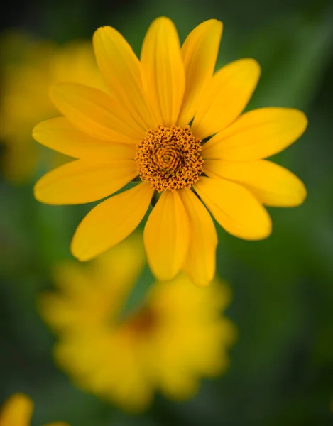 Helder gele Daisy Flower — Stockfoto