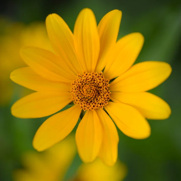 Helder gele Daisy Flower — Stockfoto