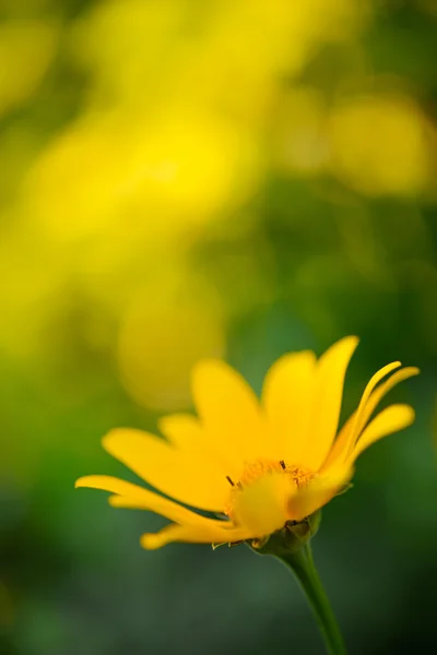 Flor de margarita amarilla brillante — Foto de Stock