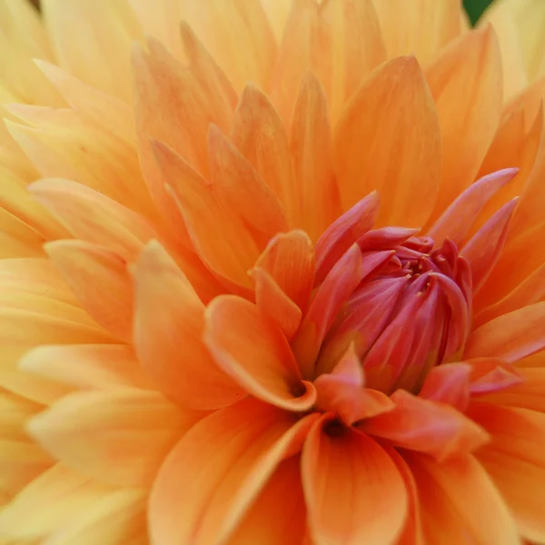 美丽的橙色菊花的特写图片 — 图库照片