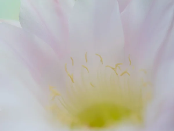 Крупный план изображения цветка розового кактуса — стоковое фото