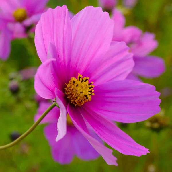 Bright Beautiful Pink Flowers on the Green Blurred Background — Stock Photo, Image